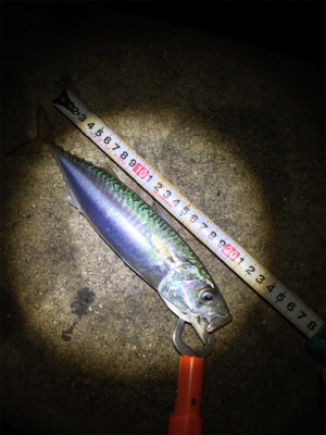 タチウオサバサバ