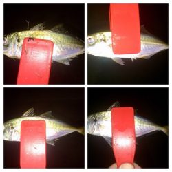 アジンガー1848〜2038