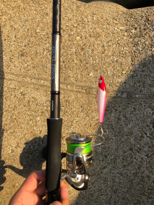 メジロキャッチ！