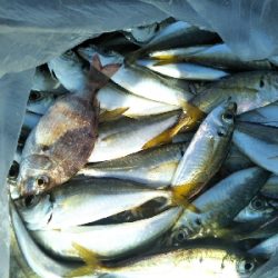 釣れるんですが…