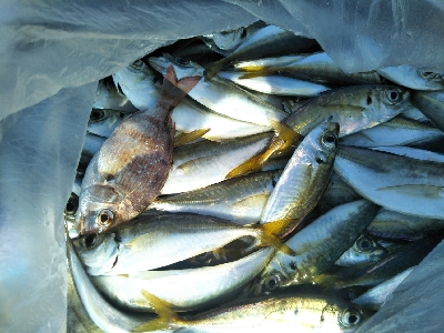 釣れるんですが…