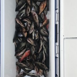 タチウオジギング  メバル