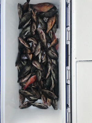 タチウオジギング  メバル