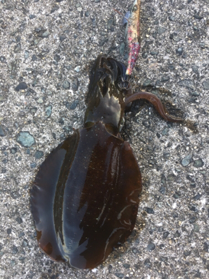 この時期にしたらいいサイズ