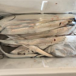 淡路島有給釣行