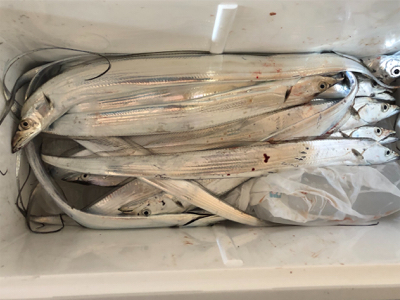 淡路島有給釣行