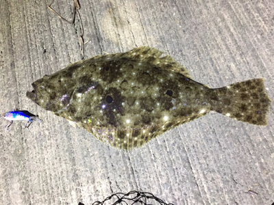 マゴチ70cm！2.1kg