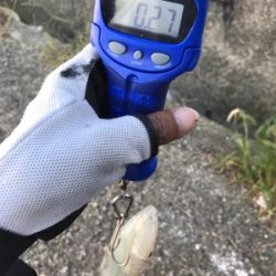 久しぶりのアオリイカ(^｡^)