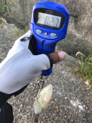 久しぶりのアオリイカ(^｡^)