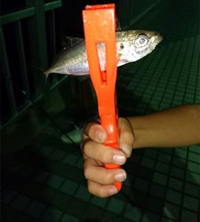 アジング&根魚釣り
