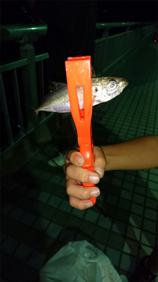 アジング&根魚釣り