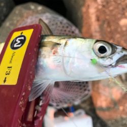 ルアーで5目釣り、達成！