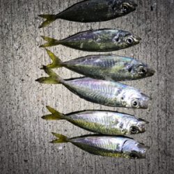 久しぶりにアジング