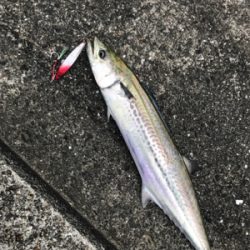 のませのはずが、、、、