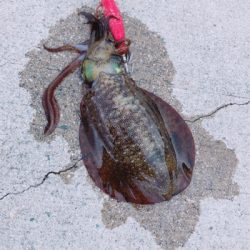 待望の淡路島^_^