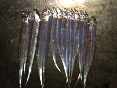 雨の合間にのタッチーパラダイス(^^)