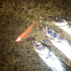 南港フェリー乗り場リベンジ