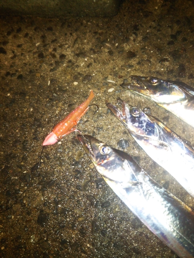 南港フェリー乗り場リベンジ