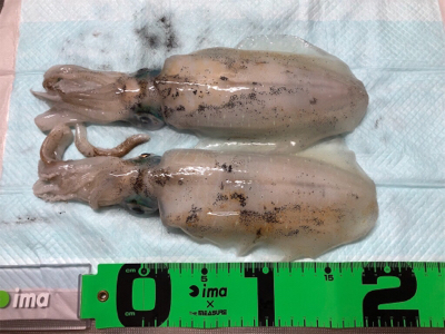 だいぶ大きくなってます