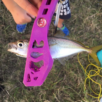 IKEA裏で五目釣り達成