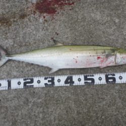 ポーアイ沖堤釣行