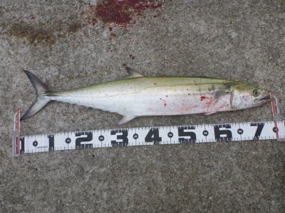 ポーアイ沖堤釣行