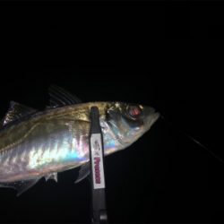 朝練 ちょこっとアジング