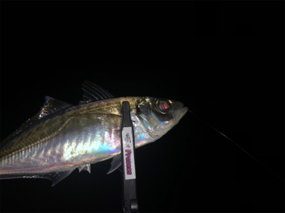 朝練 ちょこっとアジング