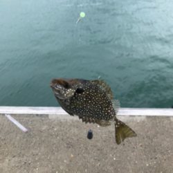 残敗カワハギ釣り