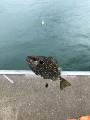 残敗カワハギ釣り