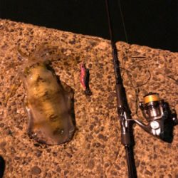 秋イカエギング