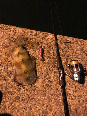 秋イカエギング