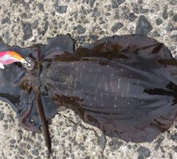 スクイットパーティー