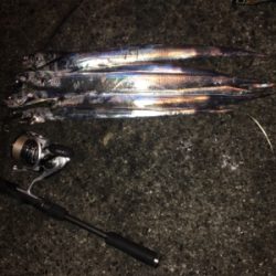 太刀魚ハント！