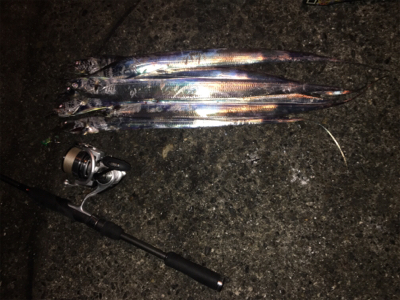 太刀魚ハント！