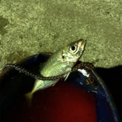 暴風雨豆アジング