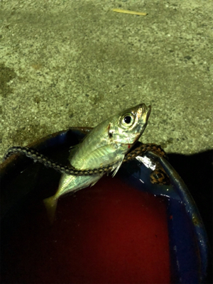 暴風雨豆アジング