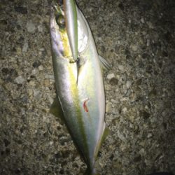 久しぶりにタチサゴハマチ