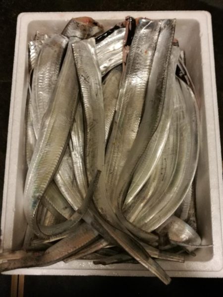 久々武庫川一文字