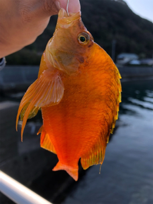 朝まずめライトロック♪