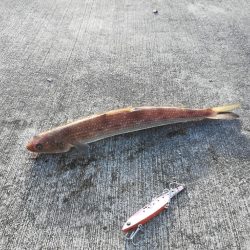 ジグパラブレード