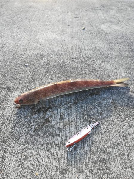 ジグパラブレード