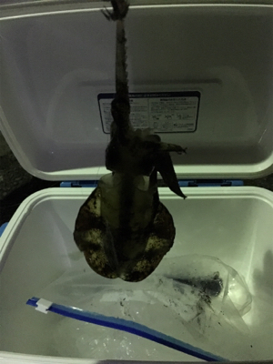 やっと釣れたアオリイカ