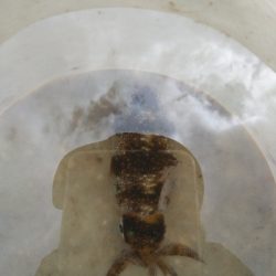 シーバスロッドでアオリイカエギング