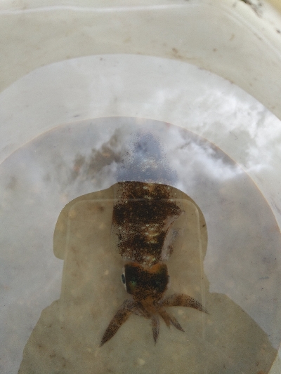 シーバスロッドでアオリイカエギング