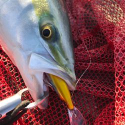 念願の今年初ブルー！！