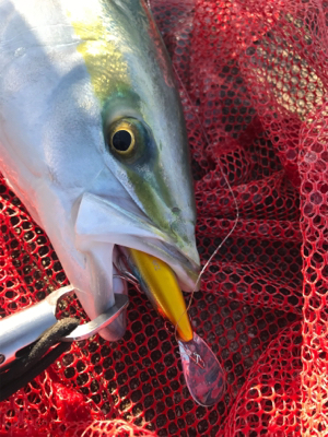 念願の今年初ブルー！！