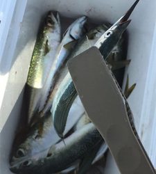 サヨリ釣りを邪魔するサバ