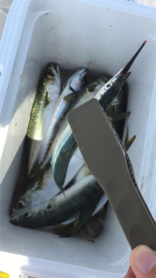 サヨリ釣りを邪魔するサバ