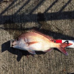 今日は明石鯛日和!